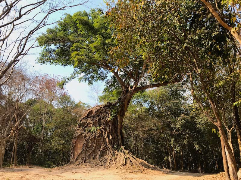 Sambor Prei Kuk Temple in Tree, Cambodia - Pic by Sue from Travel for Life Now