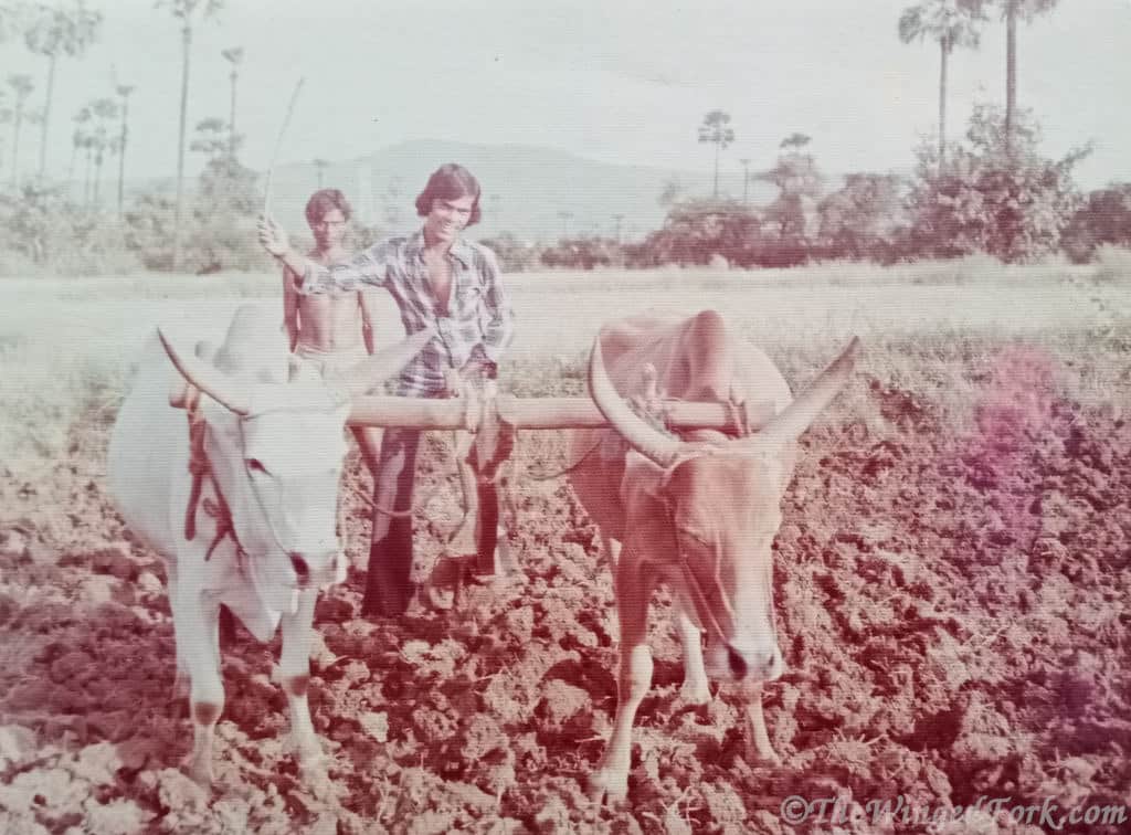 Pic of my Uncle at the fields driving bullocks in the 1980’s.