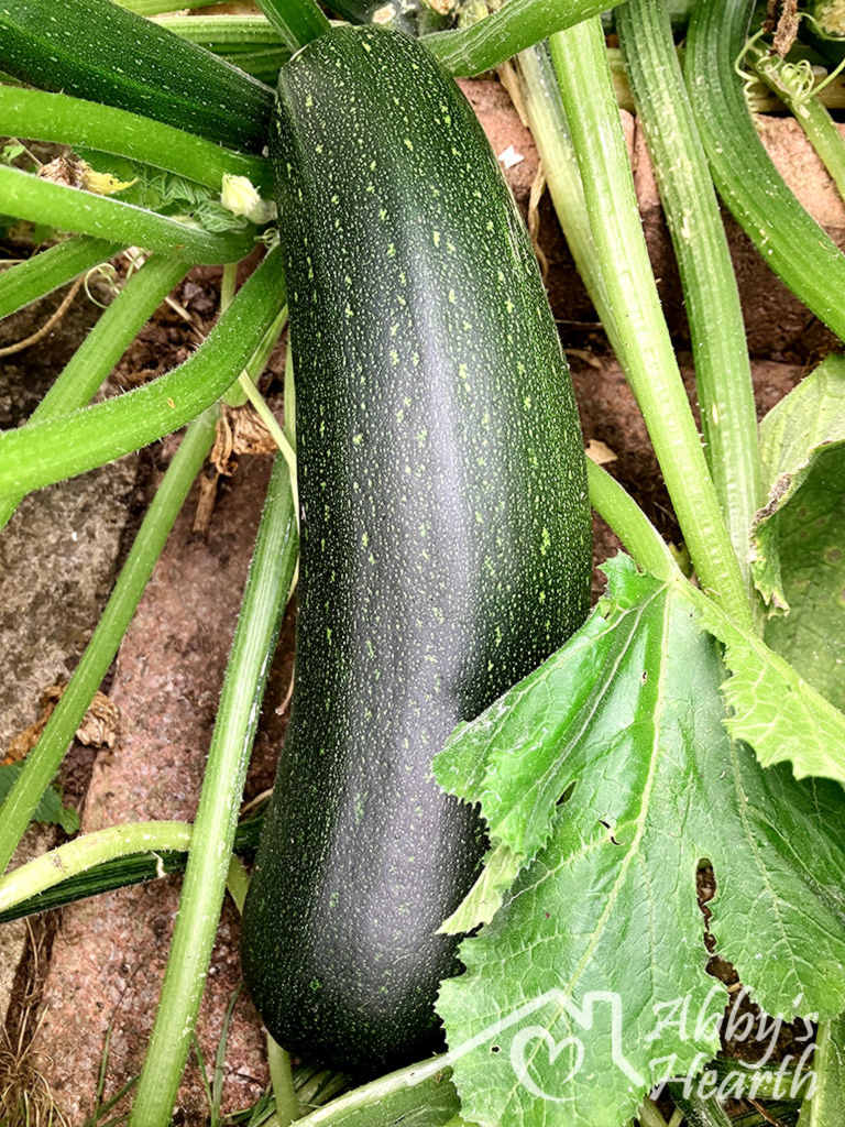 A large green zucchini growing on the plant in Aaron's garden.