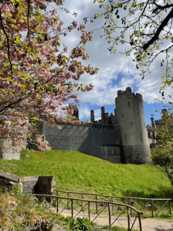 Seeing Arundel Castle tower through the cherry blossom branches.