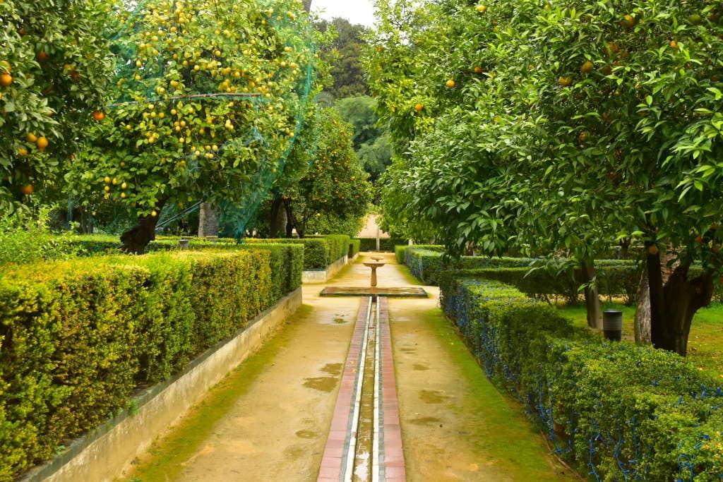 Magnificent gardens with orange trees at the Seville Royal Alcazar.