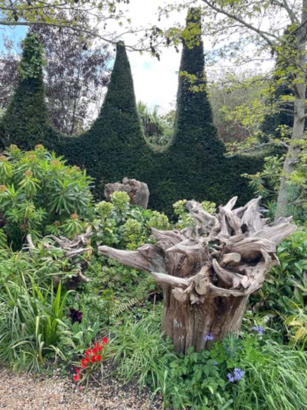 Spiky garden, tree stumps and hedges.