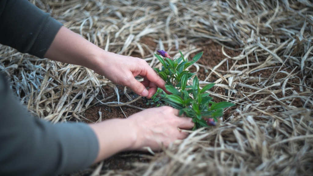 Hands planting a small flowering plant.
