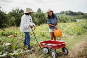 One lady carrying pumpkin, other pushing wagon in a garden.