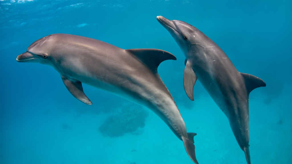 Bottlenose dolphins in Moreton.