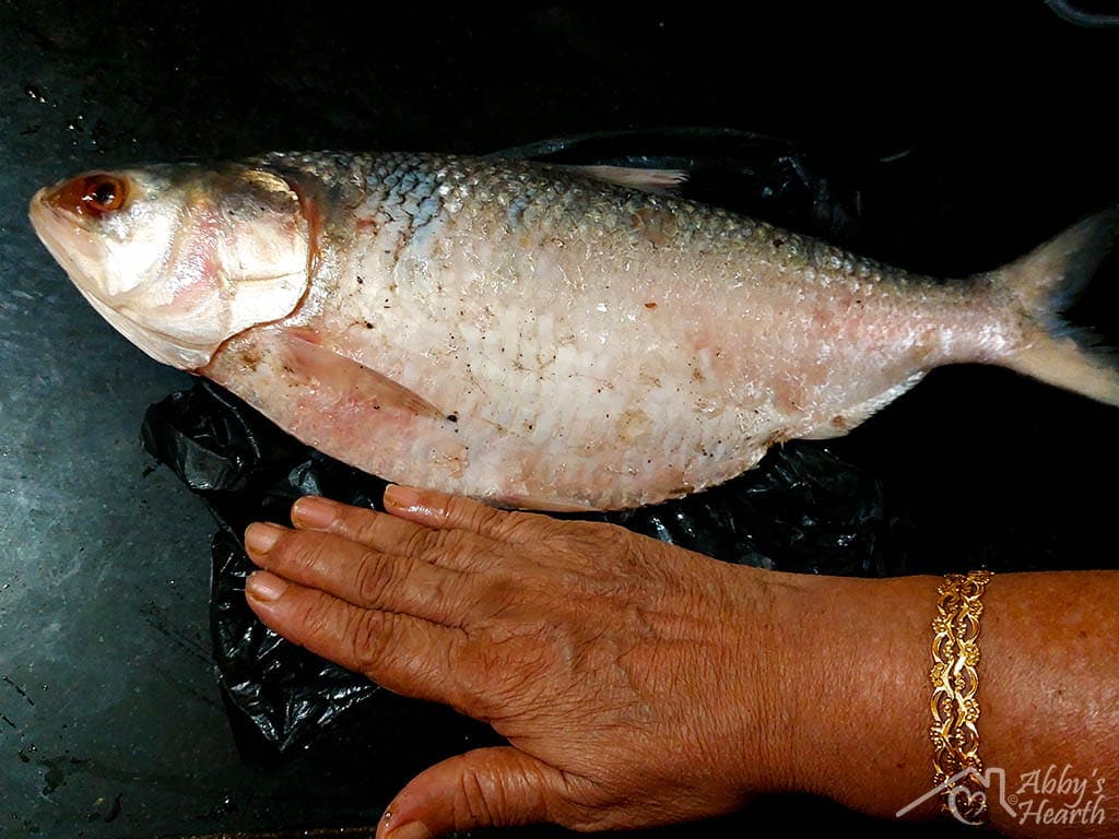 Palla, hilsa fish next to moms hand for size.