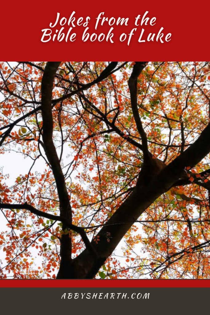 Autumn tree with yellow leaves to depict Zaccheus tree for Luke Bible Jokes.