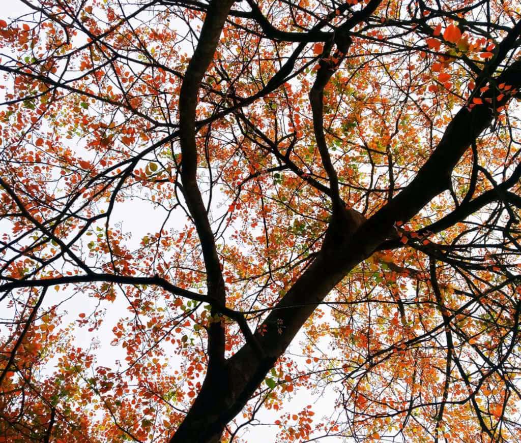 Autumn tree with colorful leaves to depict Zaccheus tree for Luke Bible Jokes.