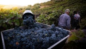 Grapes being harvested into a truck.