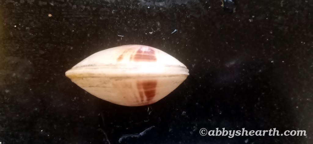 One of the closed cockles( thisra) shells.
