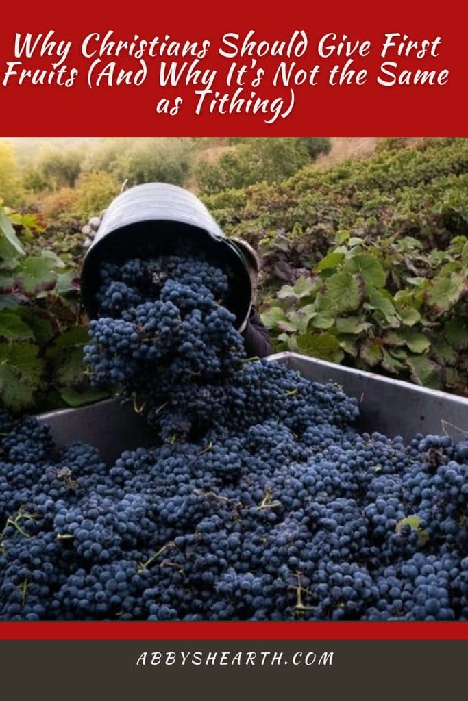 Imagery of Firstfruits - Grapes being harvested by the bucketloads into a big trolley.