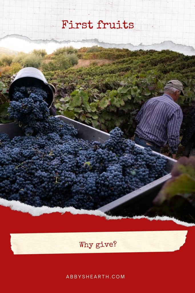 Firstfruits imagery - Grapes being harvested by the bucketloads into a big trolley.