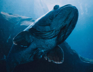 A whale in the depths of the ocean.