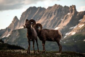 Rams on a mountain top depicting Abraham's sacrifice.