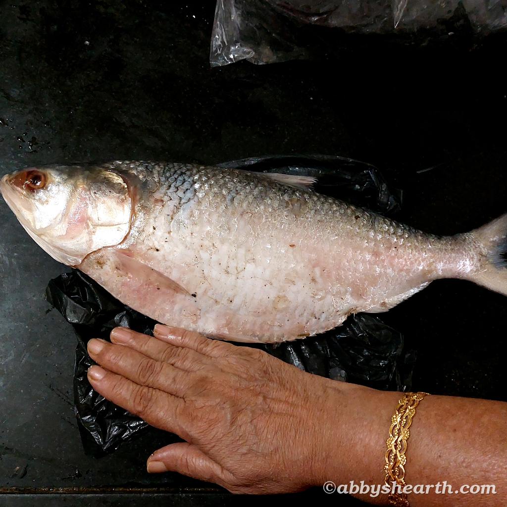 The palla fish is bigger than mom's hand.