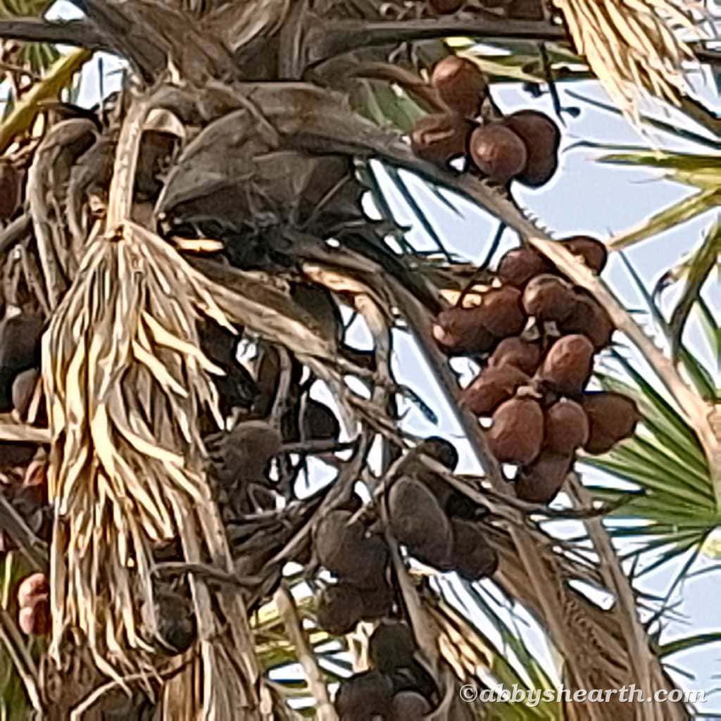 Hoka palm tree with ripe hoka fruit and dried leaves in the background.