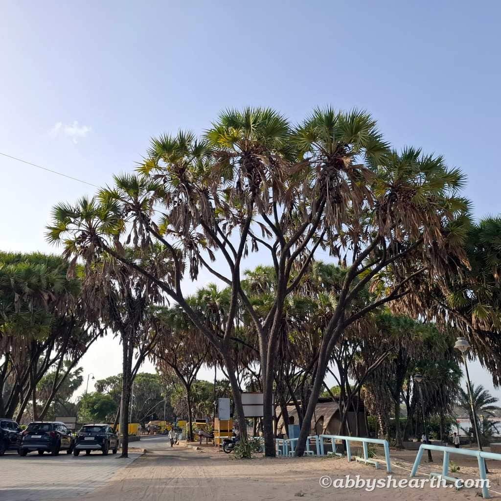 Scenic view of Diu with hoka palm trees, parked cars, and clear sky.