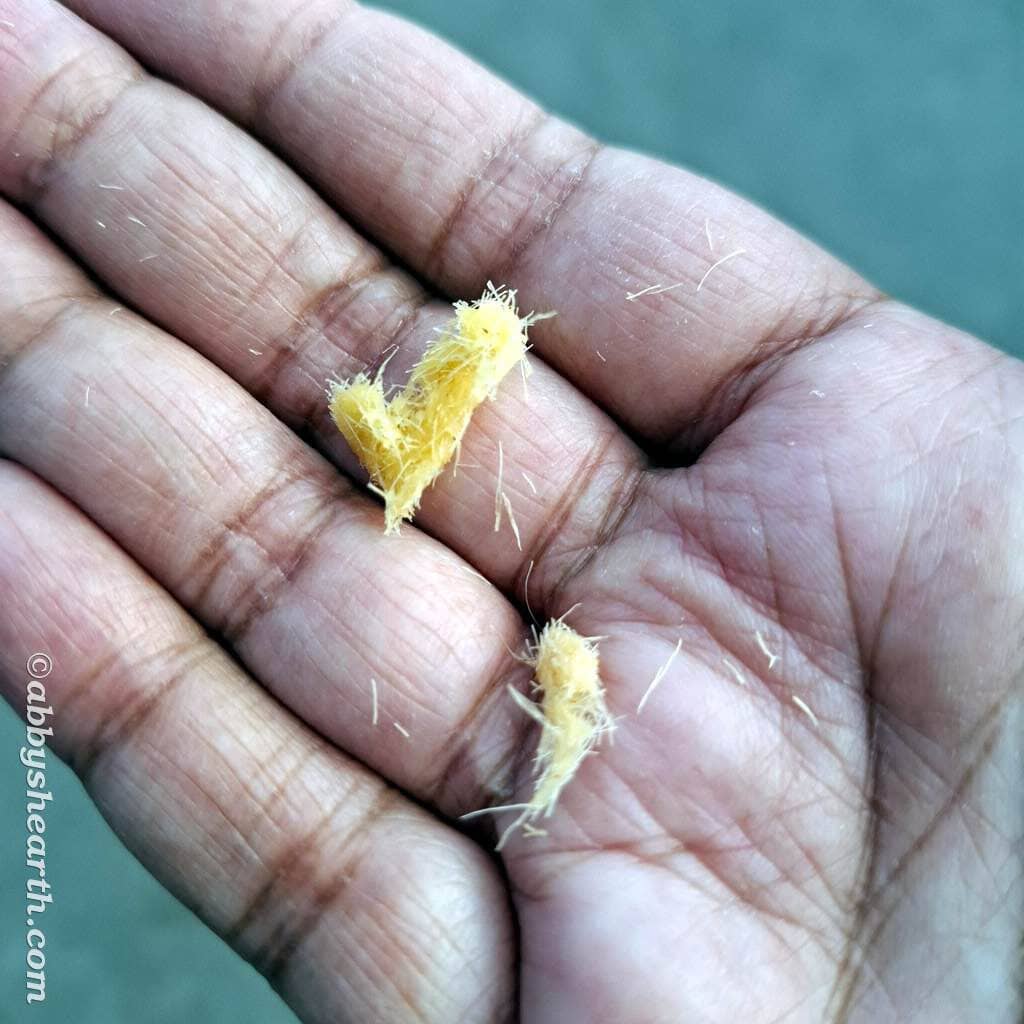 Hand holding small yellow pieces of hoka fruit that have been chewed.